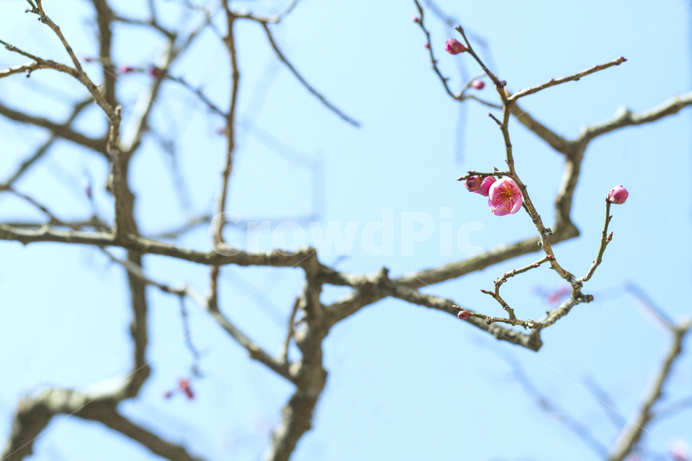 식물,매화,하늘,봄소식,새싹,작은,꽃,가지,분홍색,봉오리,식물,자연,plants,nature