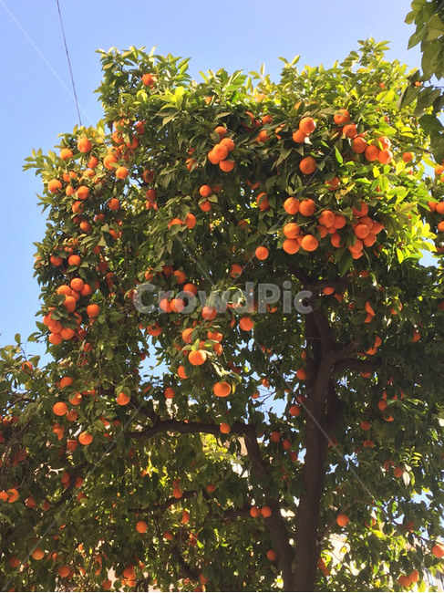 나무,과일,오렌지,귤,orange