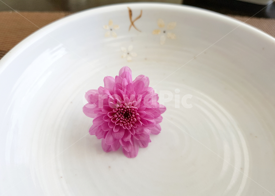 꽃이미지,분홍국화,꽃,flower,핑크꽃,그릇,도자기