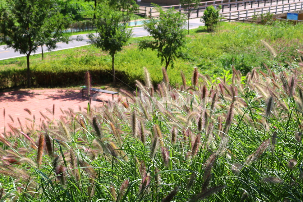 수크령,길갱이,랑미초,식물,벼과,벼과식물,자연,식물,자연,plants,nature