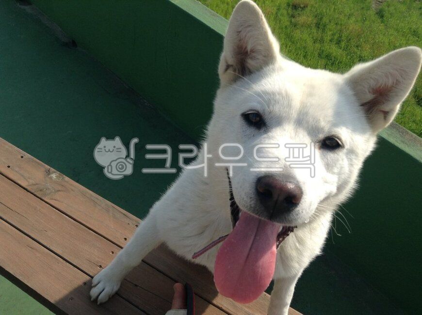 강아지,백구,시골개,개,흰개,진돗개,풍산개,dog,animal,동물,pet,애완동물