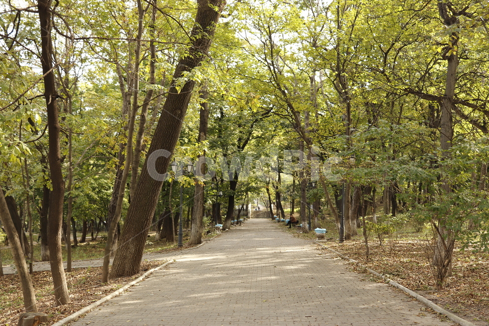 공원,park,식물,나무,tree,자연,자연,풍경,nature,landscape