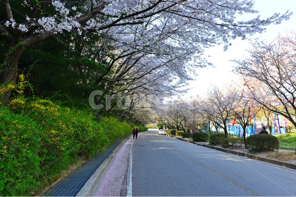 광주,북구,운암동,비엔날레,중외공원,봄,계절,벚꽃,asphalt,아스팔트,road,도로