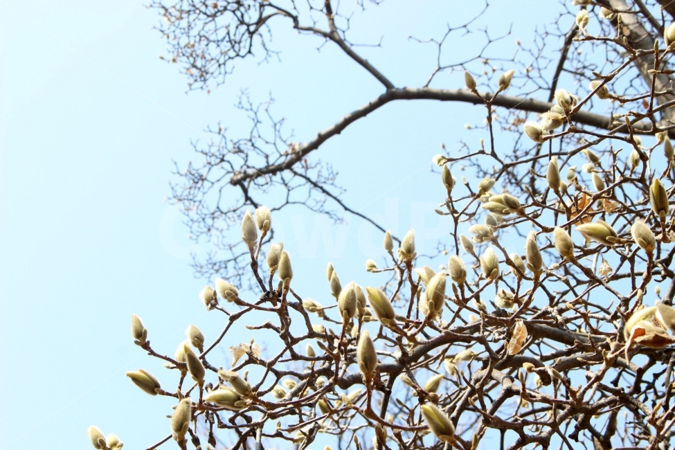 목련,꽃망울,꽃봉오리,꽃봉우리,꽃방울,꽃,식물,나무,가지,하늘,자연,야외,봉은사,봄,햇빛,햇살,솜털,하얀색,식물,자연,plants,nature,봄,계절,spring,season,꽃,flower,animal,동물,bird,새