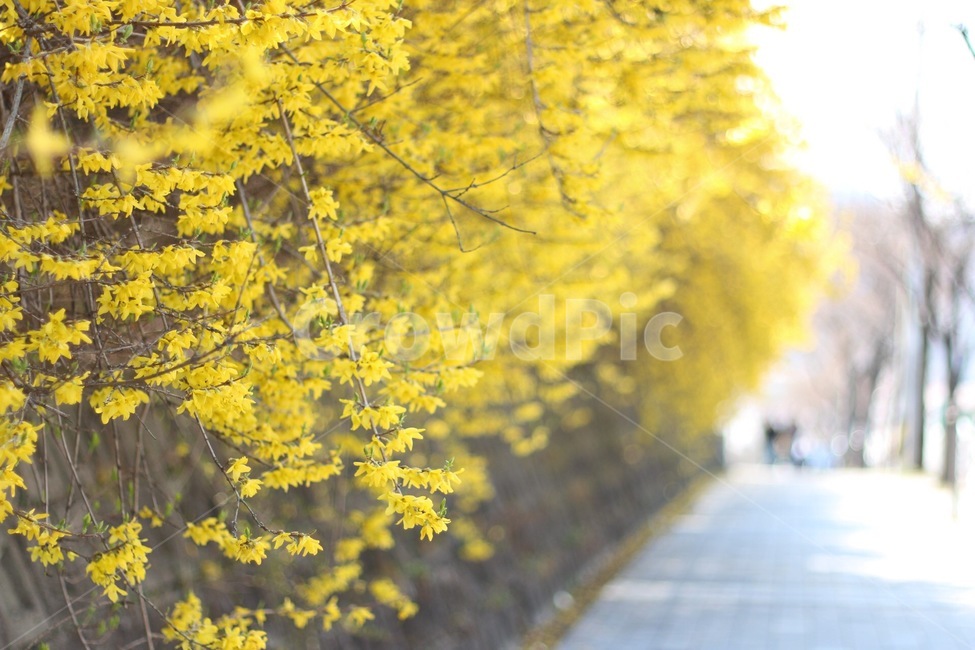 봄,개나리,노랑,꽃,4월,봄,계절,spring,season,식물,자연,plants,nature,꽃,flower,plant