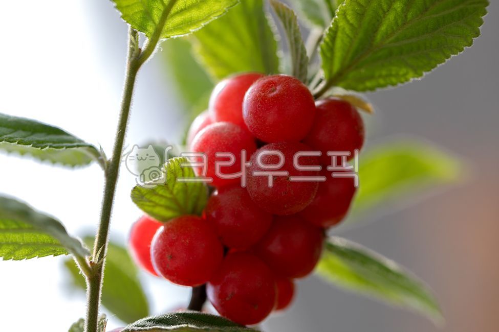 앤두,앵두나무,나무,열매,빨강,다발,접사,신선한,잎,식물,food,음식,fruit,과일,plant