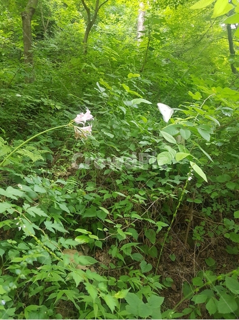 식물,plant,나비,자연,푸른,녹색,식물,자연,plants,nature,곤충,벌레,insect,bug