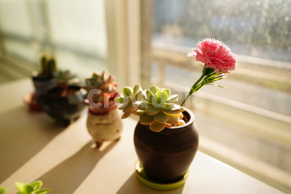 빛,화분,식물,꽃,플라워,취미,느낌,감성,창,창가,생명,생물,꽃,flower,실내용화초,화분,화초,house plant