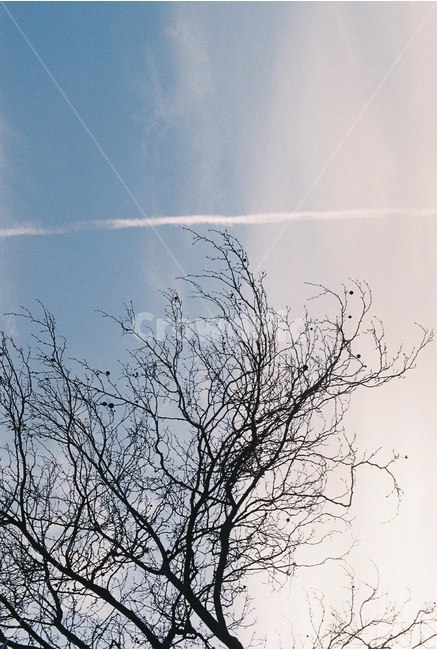 하늘,나무,구름,비행운,콘트레일,감성,자연,풍경,nature,landscape,식물,plants,나무,trees,wood