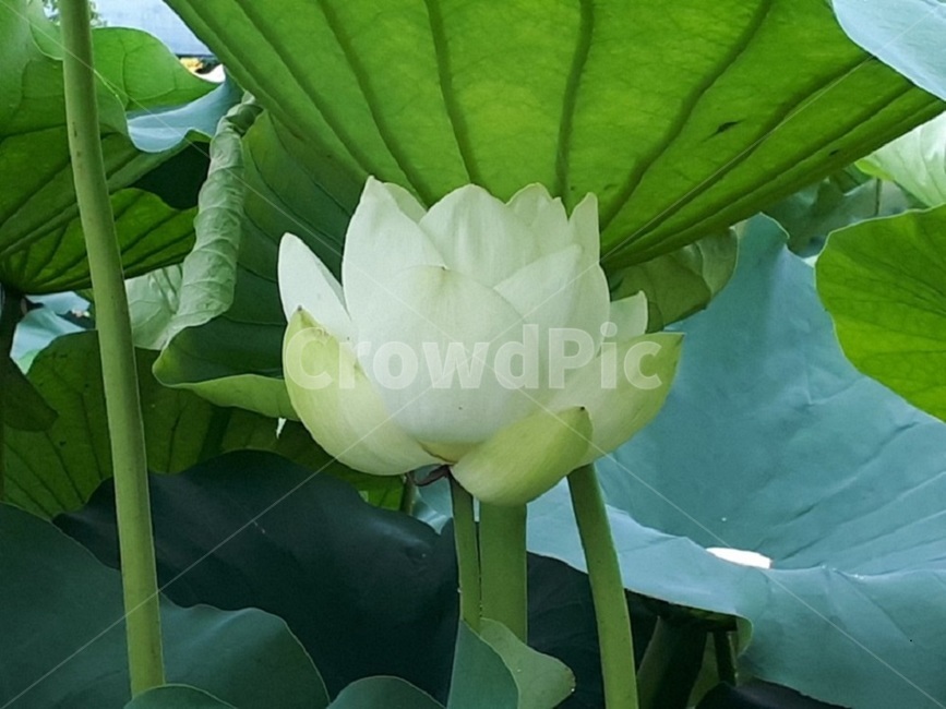 식물,꽃,flower,연꽃,자연,식물,자연,plants,nature,꽃,flower