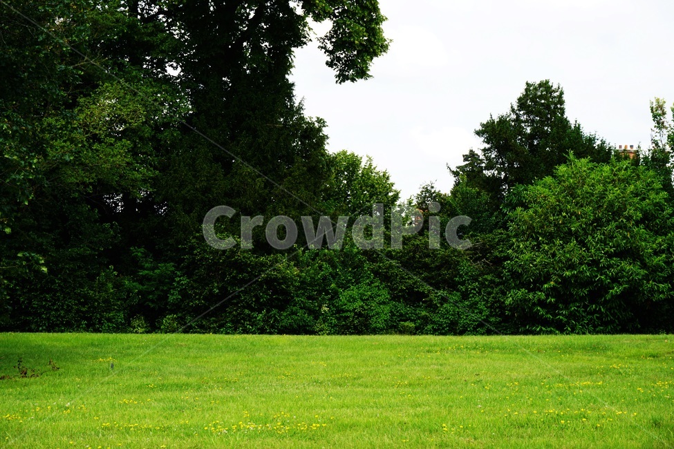 grass,plant,식물,lawn,잔디,들판,나무
