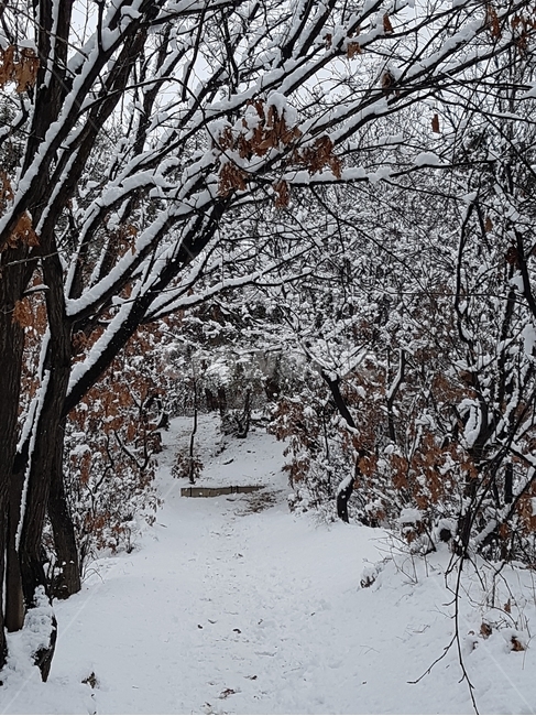 폭설,눈,오솔길,나무,도로,자연,겨울,계절,winter,season