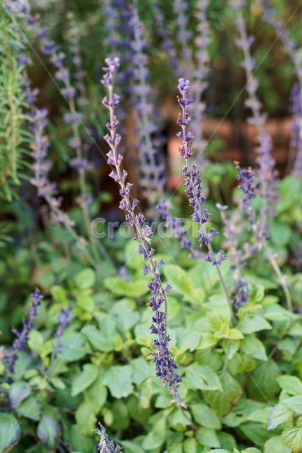 허브,꽃,식물,온실,화원,생화,조화,flower,plant,nature,자연,식물,자연,plants,nature,꽃,flower