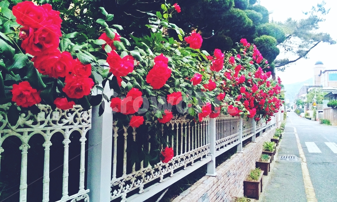 꽃,장미,봄,rose,골목,flowe,r아름다움,붉은장미,담장,울타리,담장장미,주택가,도시풍경,꽃길,봄꽃,가드닝,꽃장식,화사함,정원,길거리,로맨틱,시선집중,예쁨,꽃향기,붉은색,화려함,조경,감성,도시생활,장미넝쿨,담장너머,거리풍경,산책,활짝핀꽃,봄정취,색감,주말산책,담장꾸미기,꽃담장,아름다움