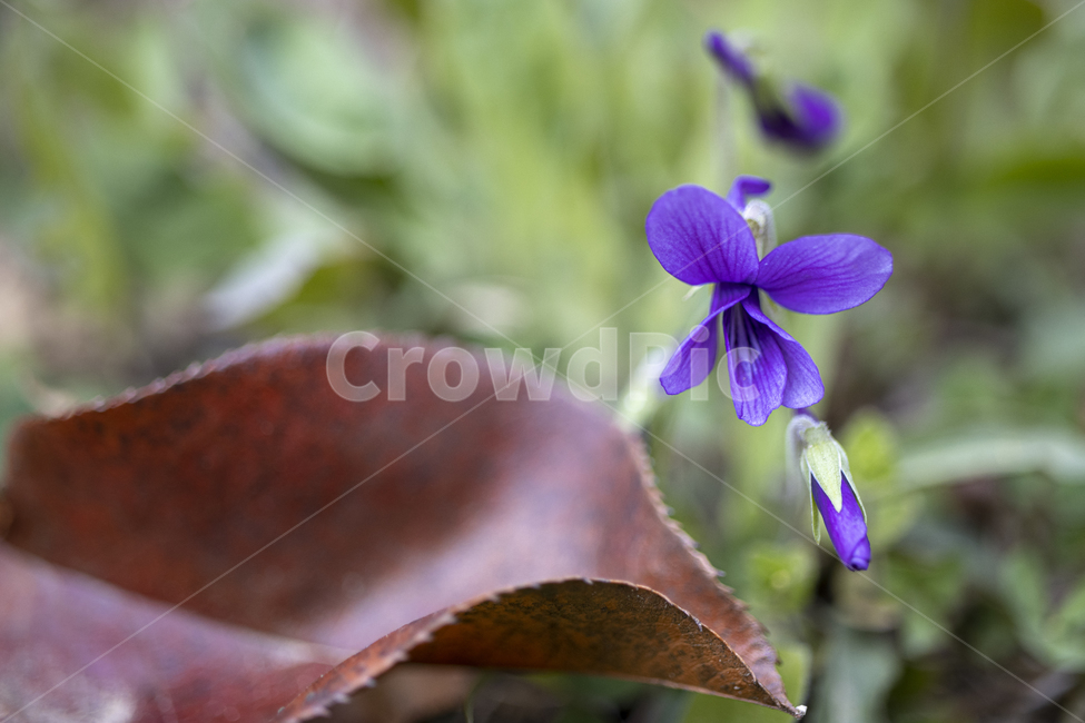 제비꽃,식물,plant,flower,꽃,나무잎,잎,보라색