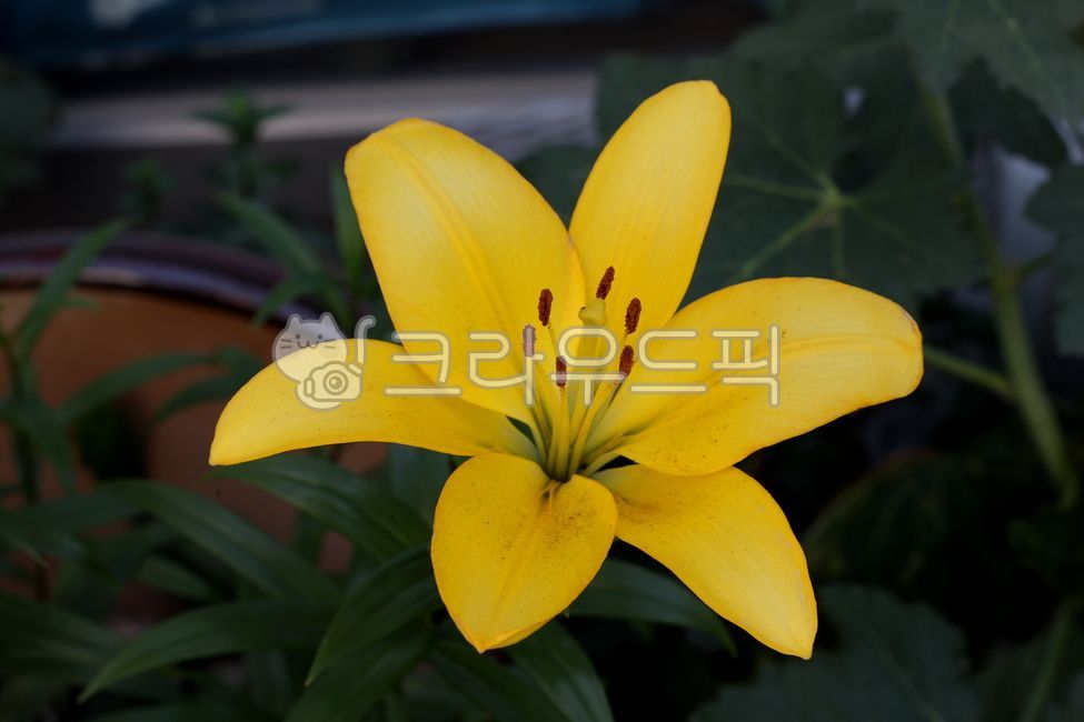 plant,식물,flower,blossom,꽃