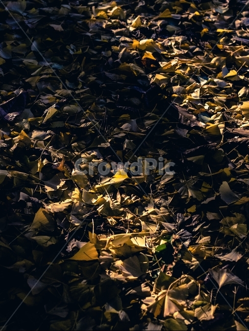 납역,가을,단풍,노랑색,그림자,나뭇잎,은행나무,가을,계절,fall,autumn,season,leaf,잎,plant,식물