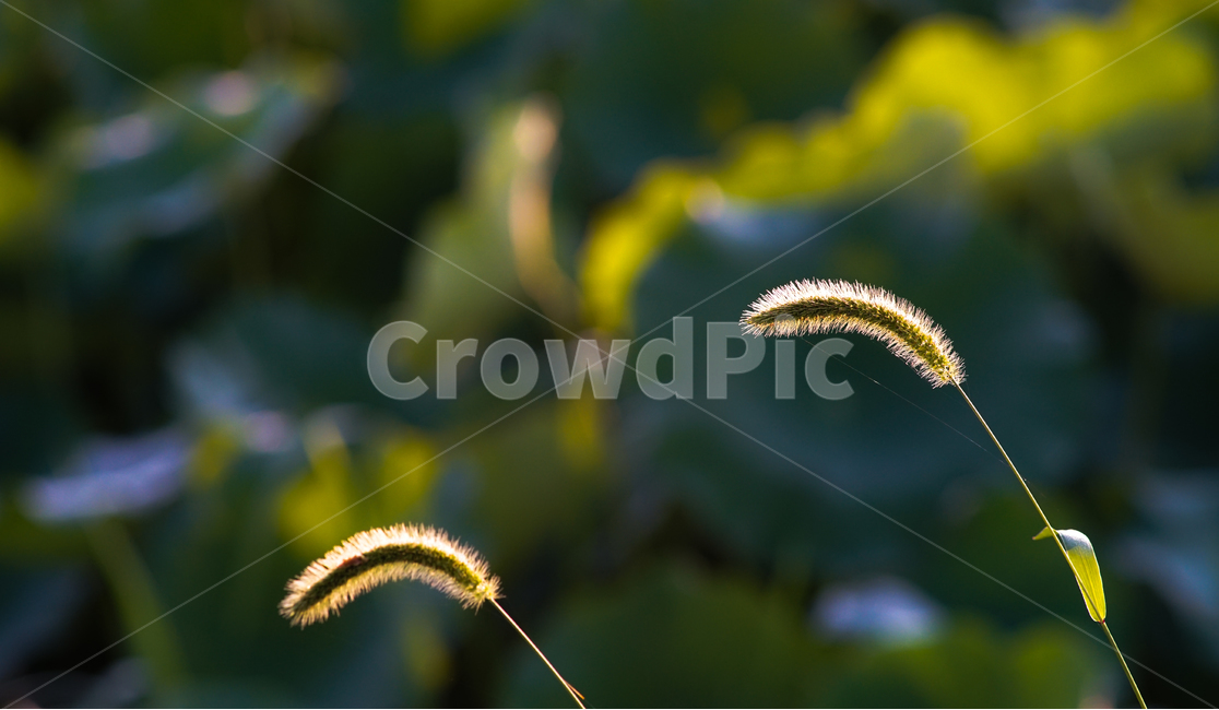 강아지풀,꽃,식물,들,자연,들꽃,식물,자연,plants,nature