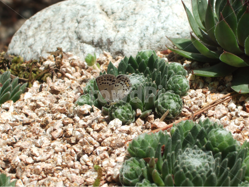 곤충,나비,선인장,평화로운,평범한,보통의,안락한,insect,butterfly,cactus