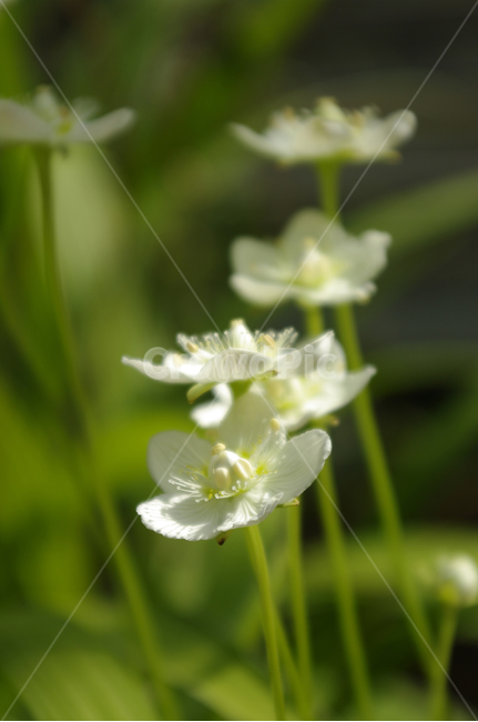 꽃,식물,flower,plant,color,식물,자연,plants,nature,꽃,flower