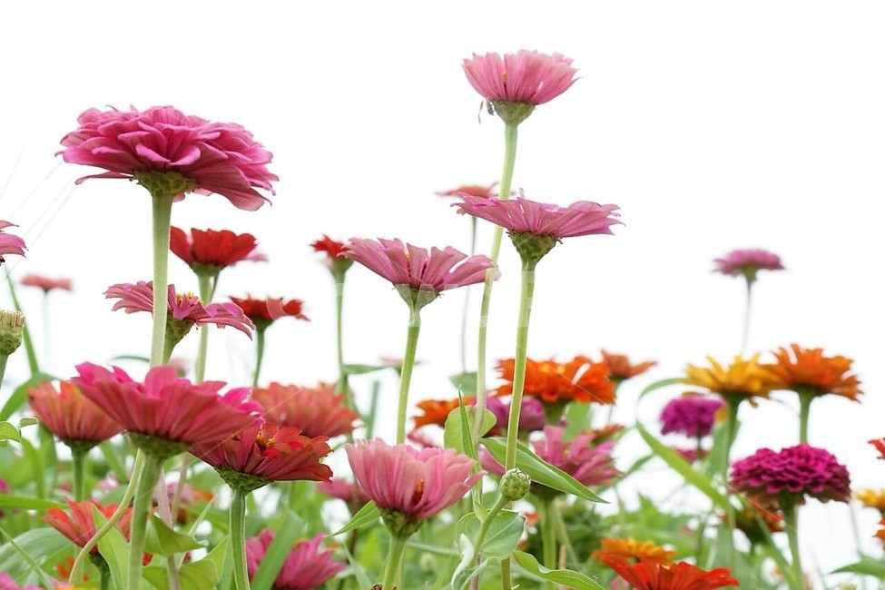꽃,백일홍,자연,식물,분홍색,pink,flower,nature,green,초록색,노란색,yellow,붉은꽃,red,식물,자연,plants,nature,꽃,flower