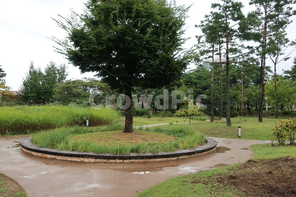 서울,창포원,식물원,도시,공원,습지,조성,숲,산책,산책로,자연,풍경,nature,landscape,tree,나무,plant,식물