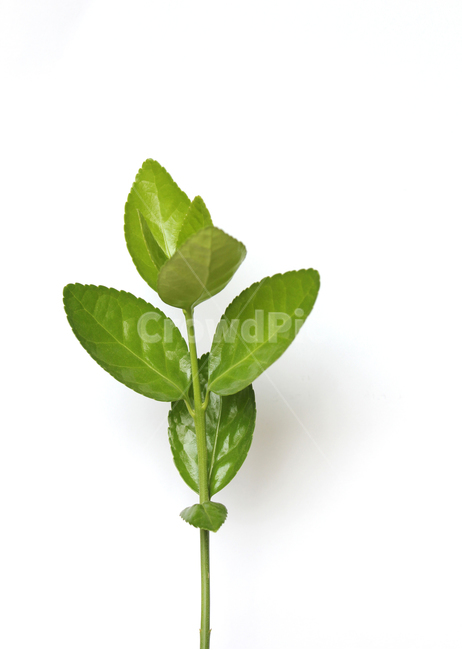 branch,closeup,fresh,green,leaf,leaves,macro,natural,nature,plant,white,가지,나뭇가지,나뭇잎,잎,잎사귀,자연,녹색,그린,클로즈업,신선한,흰배경,사철나무잎,사철나무,식물,자연,plants,nature,누끼,remove background