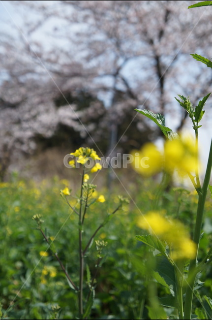 제주,풍경,유채꽃,봄,벚꽃,녹산로,봄,계절,spring,season,식물,자연,plants,nature,꽃,flower,plant