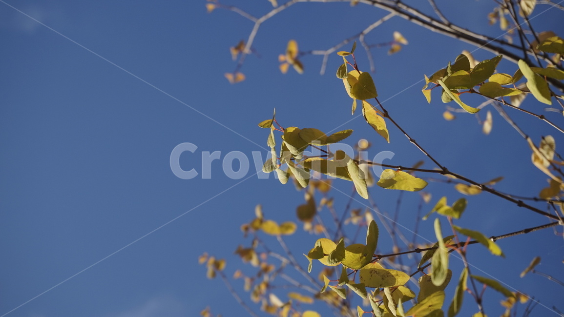 잎,나뭇잎,leaf,나무,tree,노란색,가을,plant,10월