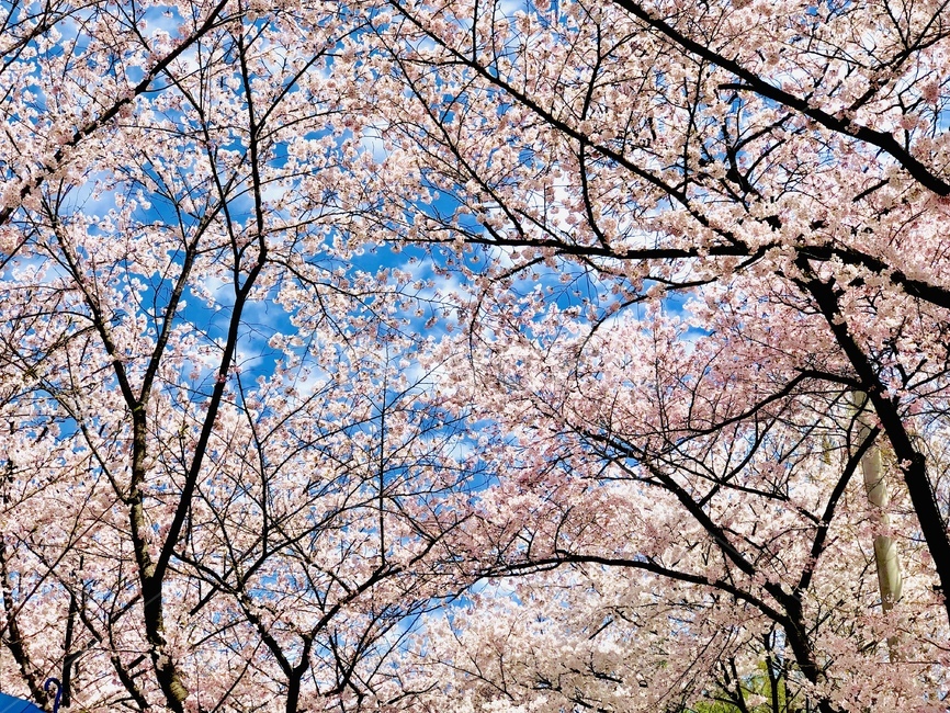 flower,plant,식물,cherryblossom,blossom,꽃,벚꽃,봄,sping,봄,계절,spring,season,cherry blossom