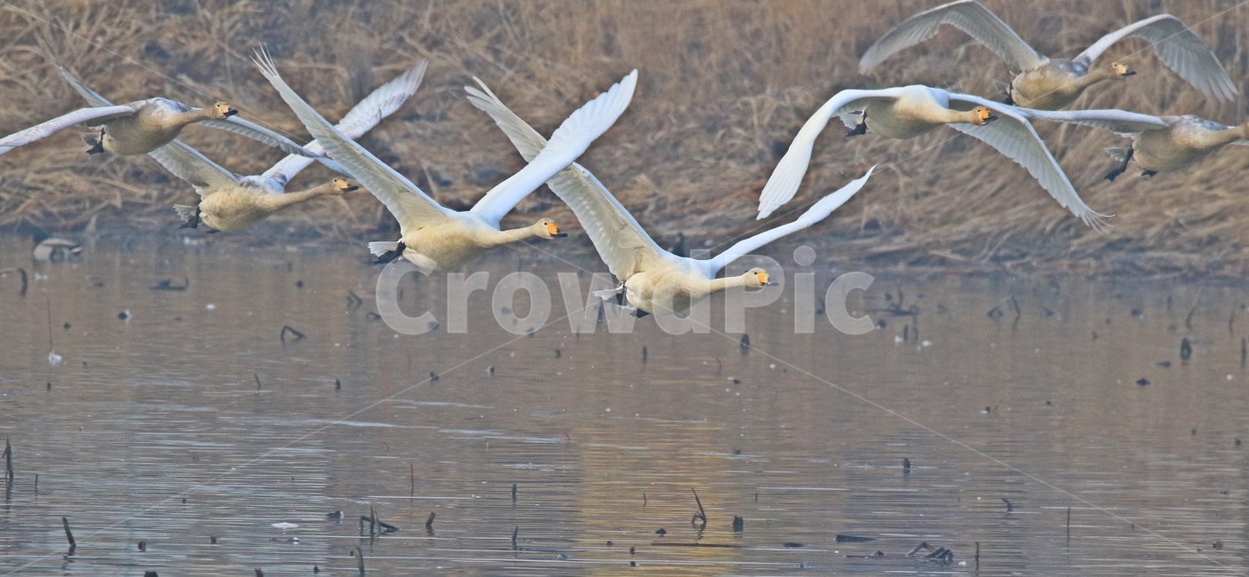 고니,새,백조,bird,동물,동물,animal,조류,새,birds