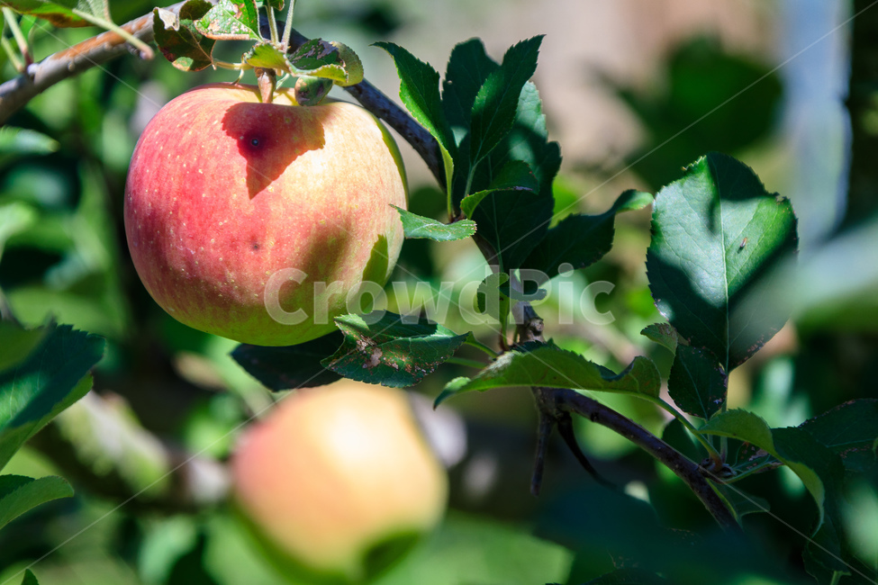 agriculture,apple,harvest,orchard,fruit tree,fruit,tree,apple tree