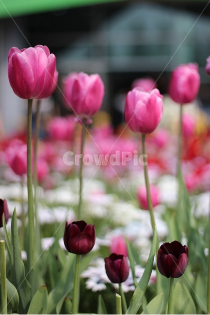 봄,꽃,봄꽃,튤립,컬러,색감,분홍,spring,flower,color,tulip,pink,봄,계절,spring,season,식물,자연,plants,nature,꽃,flower,plant,blossom