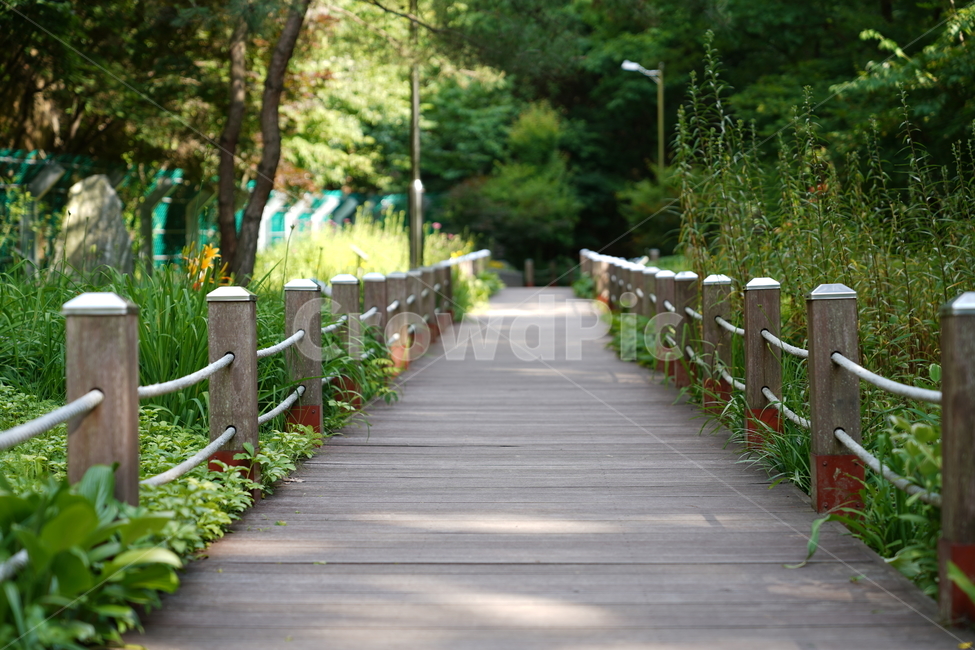 식물,나무,숲길,산책,tree,자연,풍경,nature,landscape,식물,plants,나무,trees,wood
