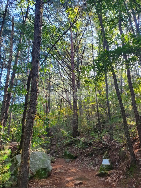 소나무,숲길,숲,산,등산,tree,plant,식물,초목,바닥,ground,흙길,등산로,산책,피톤치드,가을,여름,초록,나무,식물,자연,plants,nature,나무,trees,wood