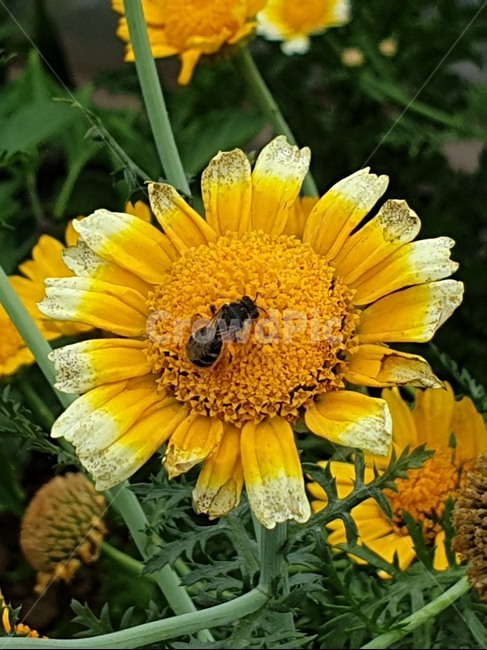 식물,곤충,벌,꿀벌,꽃,식물,자연,plants,nature,꽃,flower,곤충,벌레,insect,bug