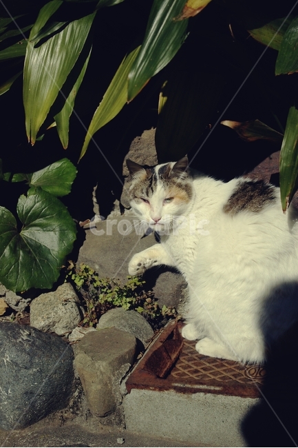 고양이,길고양이,cat,cute,동물,animal,동물,animal,포유류,mammal,고양이,cat,kitten,kitty
