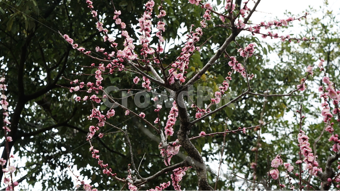 벚꽃,꽃,꽃나무,봄,일본,분홍,봄,계절,spring,season,식물,자연,plants,nature,꽃,flower,plant,blossom