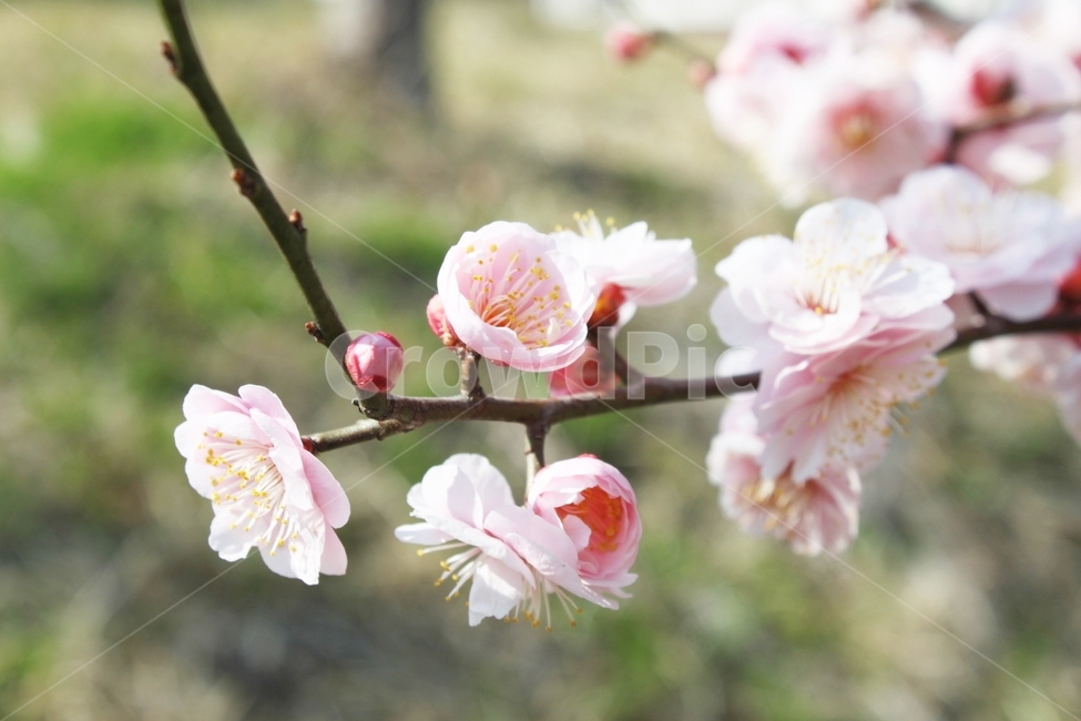 봄,꽃,분홍꽃,벚꽃,spring,flower,감성