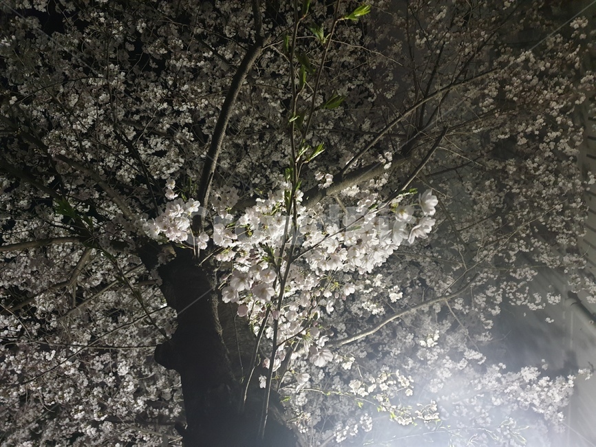 꽃,봄,분홍,배경,야경,벚꽃,밤,spring,풍경,night