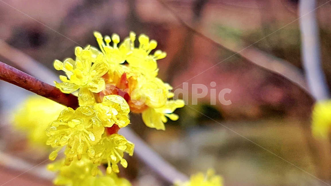 plant,식물,꽃,flower,yellow,노란색,자연,naturae,naturae,식물,자연,plants,nature,꽃,flower