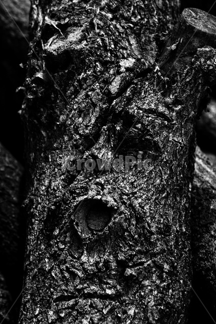 나무,식물,나무줄기,plant,tree,treetrunk,흑백,모노톤,monochrome,black and white