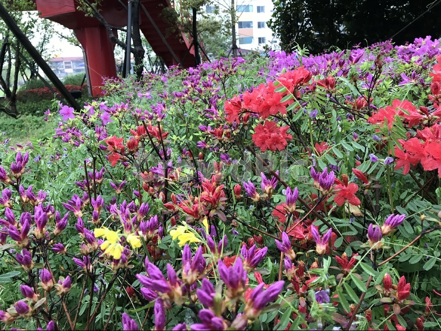 봄,봄꽃,철쭉,포항운하,꽃,봄,계절,spring,season,식물,자연,plants,nature,꽃,flower,blossom,geranium,제라늄,plant