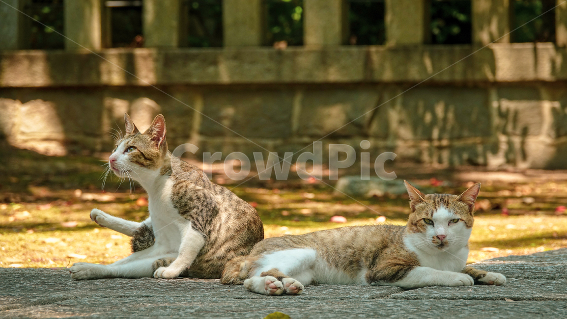 고양이,일본고양이,길고양이,cat,kitty,mammal,kitten,pet,냥이,animal,동물