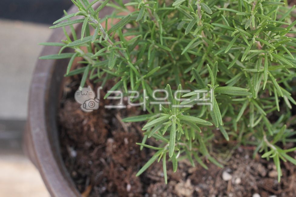 허브, herbs, plant, soil, 식물, 사진,이미지,일러스트,캘리그라피 - joyfulharu작가