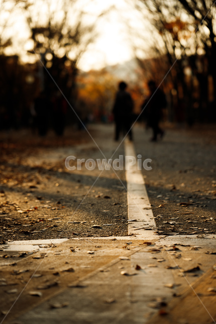가을,낙엽,정지선,감성,그림자,가을,계절,fall,autumn,season,pedestrian,보행자