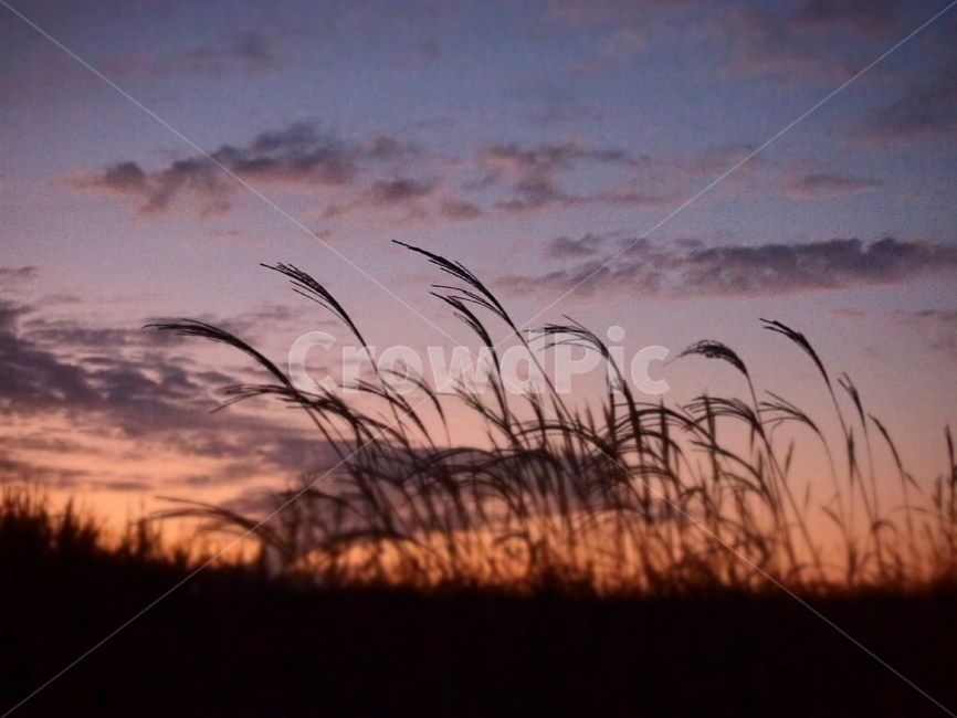 갈대,reed,가을,autumn,fall,sunset,nature,field,pink,purple