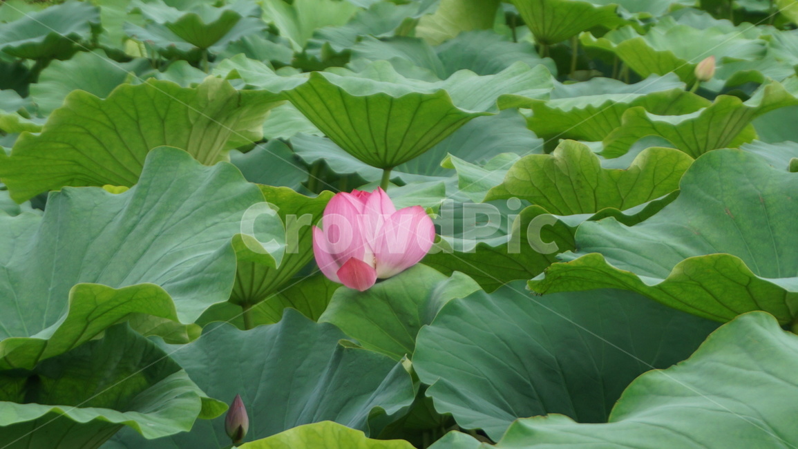꽃,flower,연꽃,연못,식물,여름