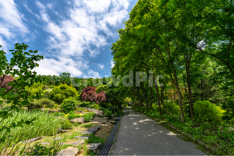 맑음,하늘,자연,공원,푸르름,맑은하늘,나무,sky,natural,park,풍경,구름,cloud,자연,풍경,nature,landscape,outdoors,옥외,garden,정원,arbour,정자