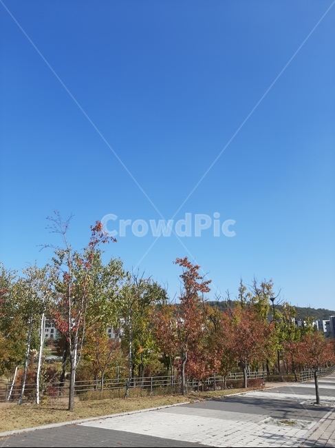 tree,나무,plant,식물,가을,자연,산책,산책로